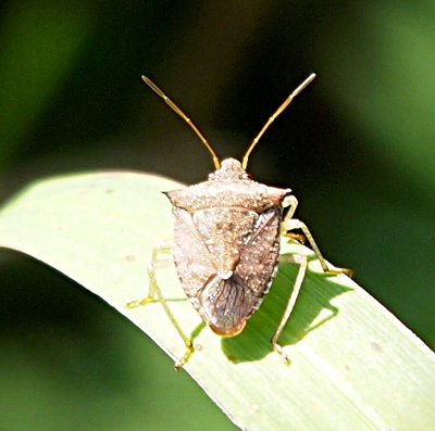 [Top-down view of the bug on a blade of grass. The brown body is triangular with a separate triangular section on its back. The long antennas, each having five segments, extend from the sides of its small head.]